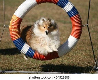 Agility Dog Jumping Through Hoop