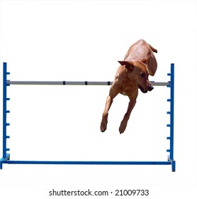 Agility Dog Over A Jump Isolated With Clipping Path