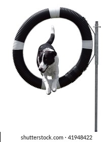 Agility Dog through Hoop isolated with clipping path