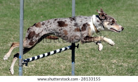 Agility jump