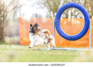 Agility training with small dogs: A cute Papillon dog mastering obstacles at a parcour