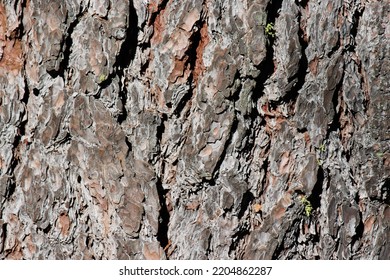 Aging Gray-brown Plated Scaly Furrowed Ridge Bark Of Pinus Lambertiana, Pinaceae, Native Perennial Monoecious Evergreen Tree In The San Jacinto Mountains, Peninsular Ranges, Summer.