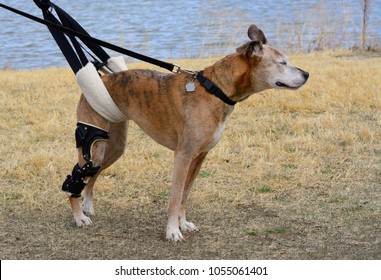 Aging mixed breed boxer dog with orthotic brace for CCL knee injury and newly injured knee being geld up with a sling for short potty walk at park