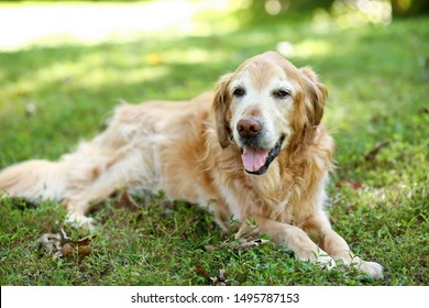 Aging Senior Golden Retriever Dog in Cool Shade Summer Grass Panting  - Powered by Shutterstock