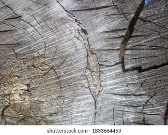 Aging Weathering Ultimate Cracking Sawn Wood Stock Photo 1833664453 ...