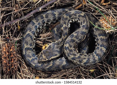 Agkistrodon Himalayanus. Himalayan Pit Viper. Venomous. Katraj Snake Park, Pune, Maharashtra, India.