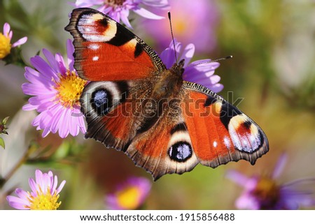 Aglais io or European Peacock Butterfly or Peacock. Butterfly on flower. A brightly lit red-brown orange butterfly with blue lilac spots on its spread wings sits on purple yellow flowers in sunlight.