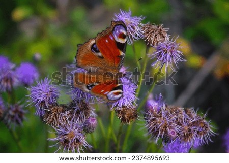Aglais io or European Peacock Butterfly or Peacock. Butterfly on flower. A brightly lit red-brown orange butterfly with blue lilac spots on its spread wings sits on purple yellow flowers.