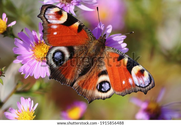 Aglais io or European Peacock Butterfly or\
Peacock. Butterfly on flower. A brightly lit red-brown orange\
butterfly with blue lilac spots on its spread wings sits on purple\
yellow flowers in\
sunlight.