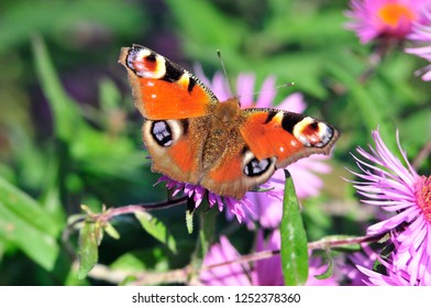 6,220 European peacock butterfly Images, Stock Photos & Vectors ...