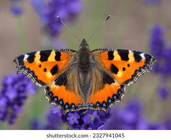 aglais urticae butterfly on flower - Powered by Shutterstock