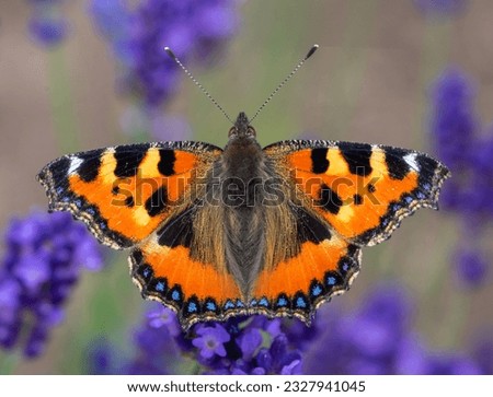 aglais urticae butterfly on flower