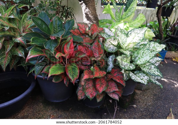 Aglaonema, Chinese Evergreen, A low bush plant in a\
decorative pot in the garden with morning light. Close up beautiful\
green-red-white leaves of Aglaonema or Chinese evergreen tree in\
pot in garden  