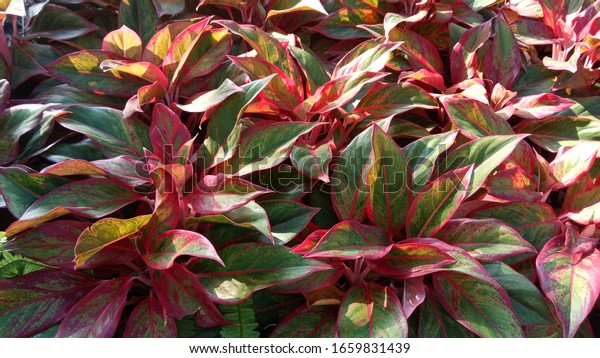 Aglaonema or Chinese\
evergreen tree in\
garden.