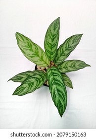 Aglaonema Commutatum On White Background