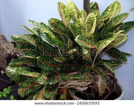 Aglaonema Dona Carmen plant is well known in Indonesia named Sri rejeki growing fertilely planted in a pot 