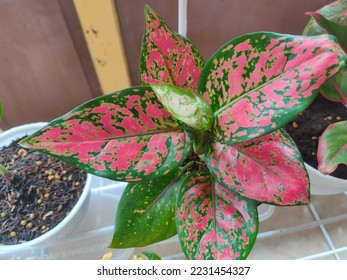 Aglaonema Dud Anjamani with combination of pink and green leaf color no - Shutterstock ID 2231454327
