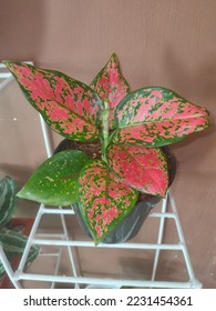 Aglaonema Dud Anjamani with combination of pink and green leaf color no - Shutterstock ID 2231454361