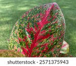 Aglaonema 