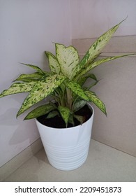 Aglaonema Foliage Plant In Pot At Home, Spring Snow Chinese Evergreen, Exotic Tropical Leaf, White Background. 03 Oct 2022, India.