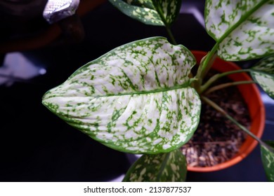 Aglaonema Foliage In Pot At Home, Spring Snow Chinese Evergreen, Exotic Tropical Leaf