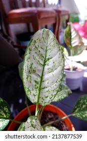 Aglaonema Foliage In Pot At Home, Spring Snow Chinese Evergreen, Exotic Tropical Leaf