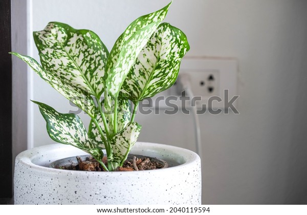 Aglaonema\
foliage in pot at home, Spring Snow Chinese Evergreen, Exotic\
tropical leaf, Chinese Evergreen\
background