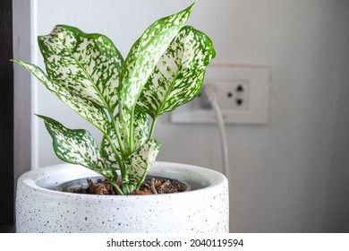 Aglaonema foliage in pot at living room at home, Spring Snow Chinese Evergreen, Exotic tropical leaf, Chinese Evergreen background, plant house air purifying tree healthy concept