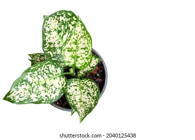 Aglaonema Foliage, Spring Snow Chinese Evergreen, Exotic Tropical Leaf, Isolated On White Background With Clipping Path, Top View