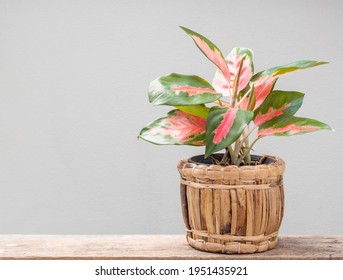 Aglaonema Houseplant(Chinese Evergreen) In Vegetable Slap  Container  On Grunge Wood Table With Cement Wall Background