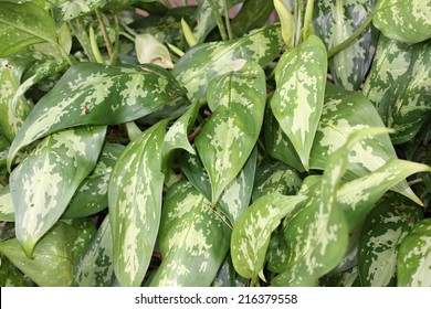 Aglaonema Leaves (Aglaonema Commutatum)