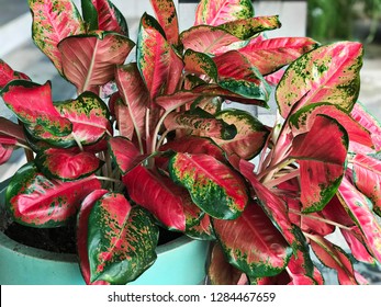 Aglaonema Modestum Or Red Aglaonema Or Chinese Evergreen Plant.