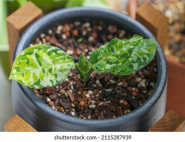 Aglaonema Pictum Tricolor Tree In Pot