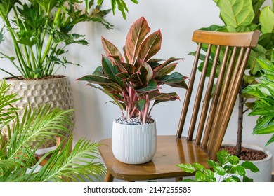Aglaonema Siam Aurora (Aglaonema lipstick) planted in a ceramic pots decoration in the living room. Houseplant care concept. Indoor plants. Decoration on the desk. - Powered by Shutterstock