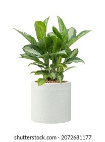 Aglaonema Silver Bay (Silver King , Chinese Evergreen) plant in pot isolated on white background.