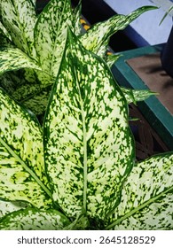 Aglaonema Blancanieves tiene un