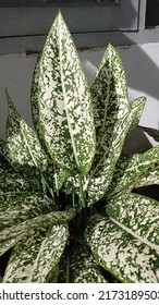 Aglaonema Snow White Plant Growing In The Home Yard.