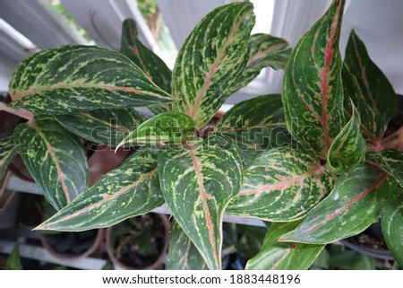 Aglaonema Sparkling sarah chinese evergreen plants. These are houseplants that naturally clean air. very popular houseplants in the world.