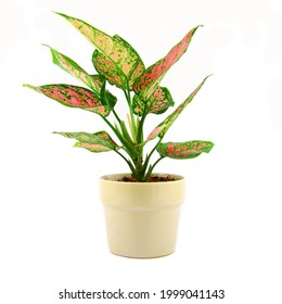 Aglaonema tree in pot isolated on white background - Shutterstock ID 1999041143