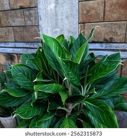 Punta blanca Aglaonema 