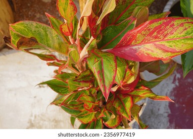 Aglonema Chinese Evergreen, aglonema red gold, aglonema aurora with green leaves with red stripes. Beautiful Ornamental flowers 