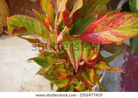 Aglonema Chinese Evergreen, aglonema red gold, aglonema aurora with green leaves with red stripes. Beautiful Ornamental flowers 