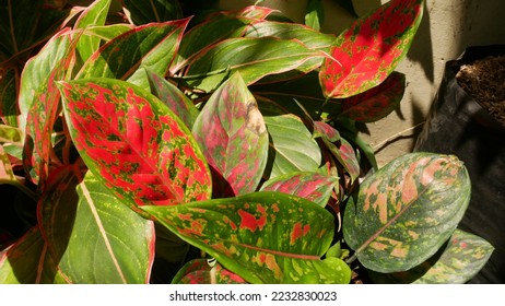 Aglonema Dud Anjamani ornamental plants thrive in pots - Shutterstock ID 2232830023