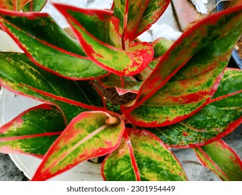 Aglonema Red Siam Aurora is a type of red aglaonema that has a timeless beauty. This plant has exotic red and green spiky leaves