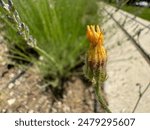 Agoseris glauca is a species of flowering plant in the family Asteraceae known by the common names false dandelion,[2] pale agoseris, prairie agoseris, and short-beaked agoseris. 