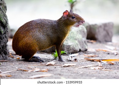 Agouti