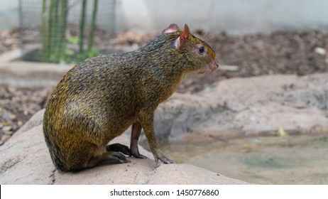 Agouti, Aguti Or Common Agouti, Dasyprocta, Family Of The Dasyproctidae, A Rodent With Brown Fur,