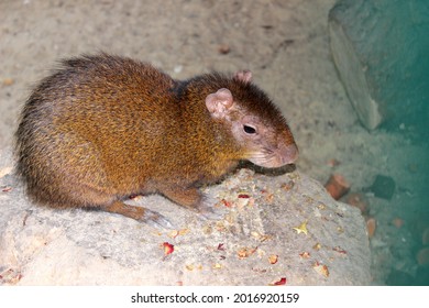 Agouti, Aguti Or Common Agouti, Dasyprocta, Family Of The Dasyproctidae In The Zoo