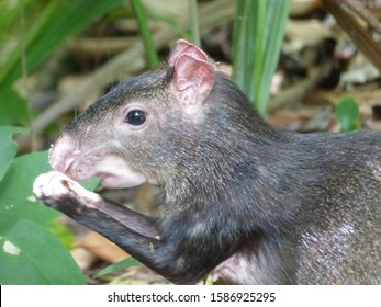 140 Common agouti Images, Stock Photos & Vectors | Shutterstock