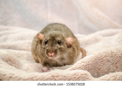 Agouti standard dumbo gray rat, with funny ears, sits on fluffy soft cozy light fabric, symbol of the new year 2020, with copyspace - Powered by Shutterstock